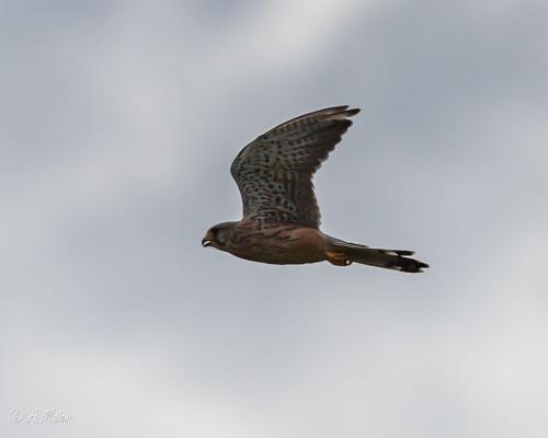 2023.09.23-Loorholz-Scale-Heli-0616